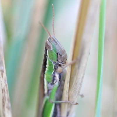 Bermius brachycerus (A grasshopper) at Melba, ACT - 18 Mar 2022 by naturedude