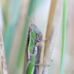 Bermius brachycerus (A grasshopper) at Melba, ACT - 18 Mar 2022 by naturedude