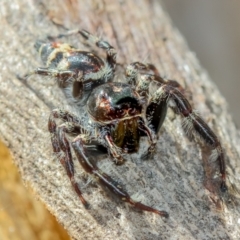 Sandalodes superbus (Ludicra Jumping Spider) at Forde, ACT - 23 Mar 2022 by naturedude