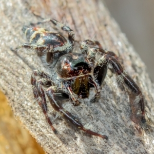 Sandalodes superbus at Forde, ACT - 23 Mar 2022