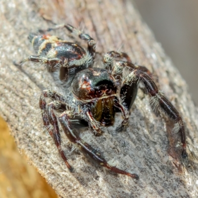 Sandalodes superbus (Ludicra Jumping Spider) at Mulligans Flat - 23 Mar 2022 by naturedude