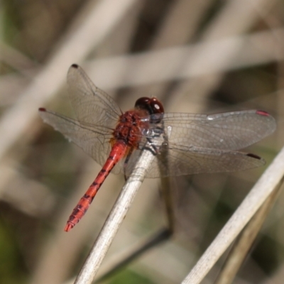 Diplacodes bipunctata (Wandering Percher) at Mulligans Flat - 27 Nov 2022 by naturedude