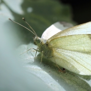 Pieris rapae at Melba, ACT - 27 Mar 2022