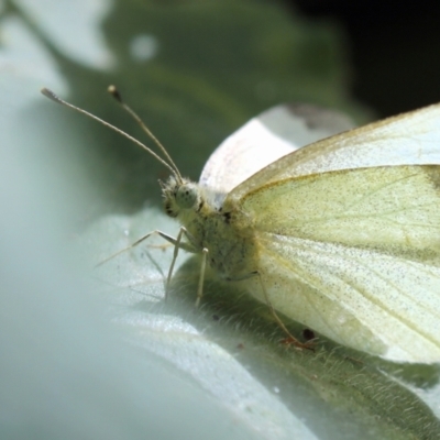 Pieris rapae (Cabbage White) at Melba, ACT - 27 Mar 2022 by naturedude