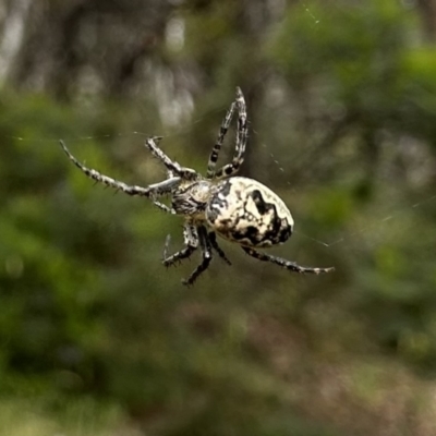 Plebs eburnus (Eastern bush orb-weaver) at Mount Ainslie - 26 Nov 2022 by Pirom