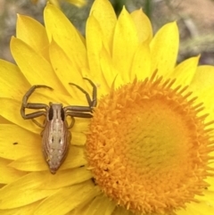 Runcinia acuminata (Pointy Crab Spider) at Mount Ainslie - 27 Nov 2022 by Pirom