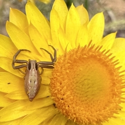 Runcinia acuminata (Pointy Crab Spider) at Mount Ainslie - 27 Nov 2022 by Pirom