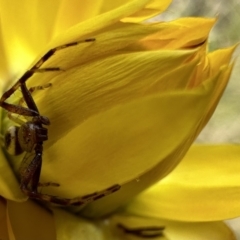 Australomisidia pilula (Lozenge-shaped Flower Spider) at Mount Ainslie - 26 Nov 2022 by Pirom