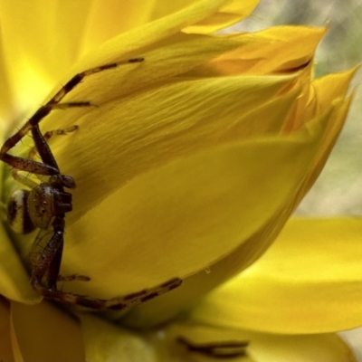 Australomisidia pilula (Lozenge-shaped Flower Spider) at Ainslie, ACT - 26 Nov 2022 by Pirom