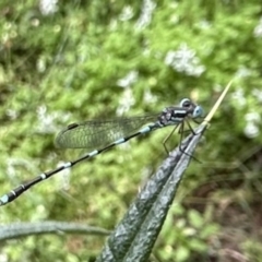 Austrolestes leda (Wandering Ringtail) at Ainslie, ACT - 27 Nov 2022 by Pirom