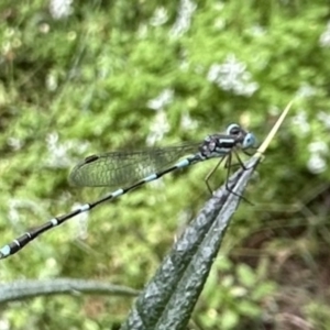 Austrolestes leda at Ainslie, ACT - 27 Nov 2022