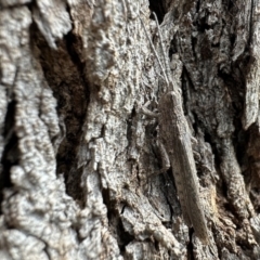 Coryphistes ruricola (Bark-mimicking Grasshopper) at Mount Ainslie - 27 Nov 2022 by Pirom