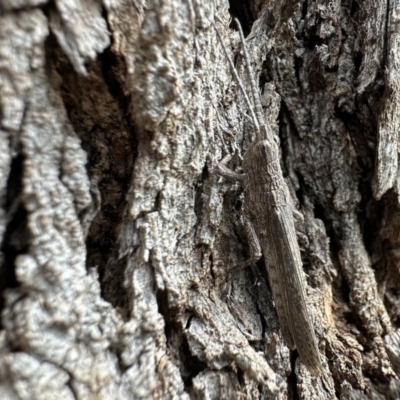 Coryphistes ruricola (Bark-mimicking Grasshopper) at Ainslie, ACT - 27 Nov 2022 by Pirom