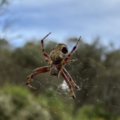 Araneus sp. (genus) at Mount Ainslie - 26 Nov 2022 by Pirom