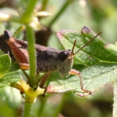 Phaulacridium vittatum (Wingless Grasshopper) at Brindabella National Park - 17 Apr 2022 by naturedude