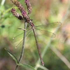 Synlestes weyersii (Bronze Needle) at Brindabella National Park - 17 Apr 2022 by naturedude