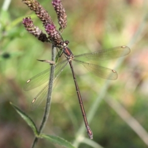 Synlestes weyersii at Uriarra, NSW - 17 Apr 2022 03:01 PM