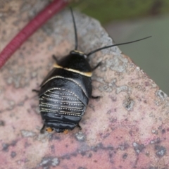 Ellipsidion australe (Austral Ellipsidion cockroach) at Hawker, ACT - 27 Nov 2022 by AlisonMilton