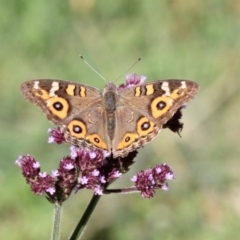 Junonia villida (Meadow Argus) at Brindabella National Park - 27 Nov 2022 by naturedude