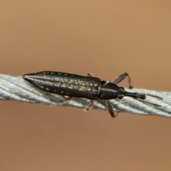 Rhinotia sp. (genus) (Unidentified Rhinotia weevil) at Moruya, NSW - 19 Nov 2022 by LisaH