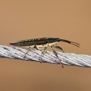 Rhinotia sp. (genus) at Moruya, NSW - 19 Nov 2022