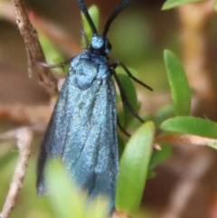Pollanisus (genus) (A Forester Moth) at Moruya, NSW - 19 Nov 2022 by LisaH
