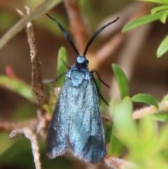 Pollanisus (genus) at Moruya, NSW - suppressed