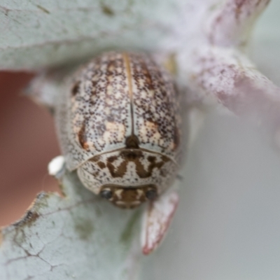 Paropsisterna m-fuscum (Eucalyptus Leaf Beetle) at Hawker, ACT - 27 Nov 2022 by AlisonMilton