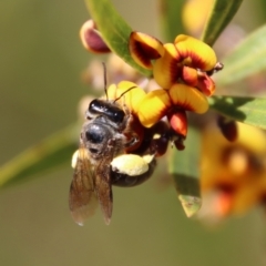 Leioproctus sp. (genus) (Plaster bee) at Mongarlowe, NSW - 26 Nov 2022 by LisaH