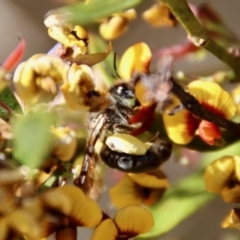 Leioproctus sp. (genus) at Mongarlowe, NSW - suppressed