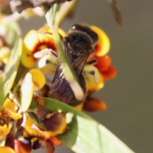 Leioproctus sp. (genus) at Mongarlowe, NSW - suppressed