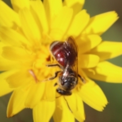 Lasioglossum (Parasphecodes) sp. (genus & subgenus) (Halictid bee) at Mongarlowe River - 26 Nov 2022 by LisaH