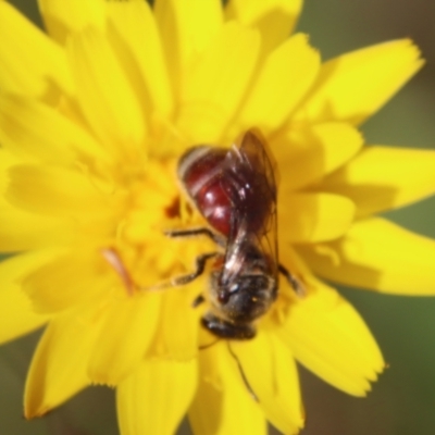 Lasioglossum (Parasphecodes) sp. (genus & subgenus) (Halictid bee) at Mongarlowe, NSW - 26 Nov 2022 by LisaH