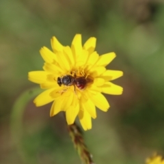 Lasioglossum (Parasphecodes) sp. (genus & subgenus) at Mongarlowe, NSW - 26 Nov 2022