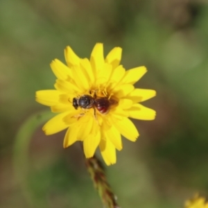 Lasioglossum (Parasphecodes) sp. (genus & subgenus) at Mongarlowe, NSW - 26 Nov 2022