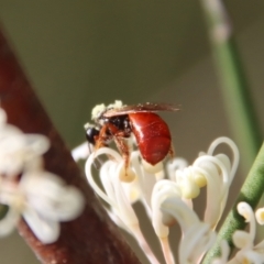 Exoneura sp. (genus) (A reed bee) at Mongarlowe, NSW - 26 Nov 2022 by LisaH