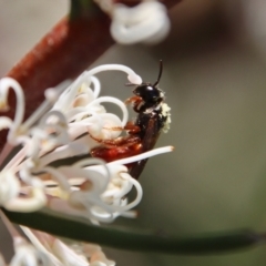 Exoneura sp. (genus) at Mongarlowe, NSW - 26 Nov 2022