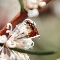 Exoneura sp. (genus) at Mongarlowe, NSW - suppressed