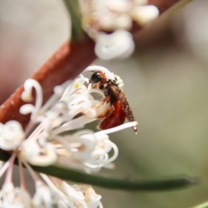 Exoneura sp. (genus) at Mongarlowe, NSW - suppressed