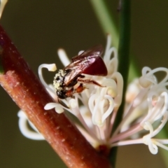 Exoneura sp. (genus) at Mongarlowe, NSW - suppressed