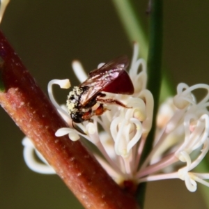 Exoneura sp. (genus) at Mongarlowe, NSW - 26 Nov 2022