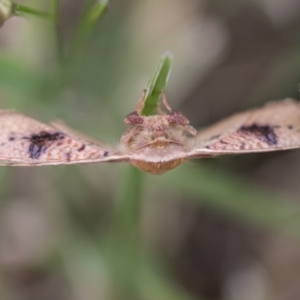 Aglaopus pyrrhata at Hawker, ACT - 27 Nov 2022