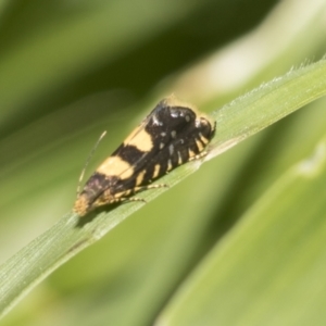 Glyphipterix chrysoplanetis at Higgins, ACT - 27 Nov 2022 09:40 AM