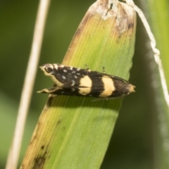 Glyphipterix chrysoplanetis at Higgins, ACT - 27 Nov 2022 09:40 AM