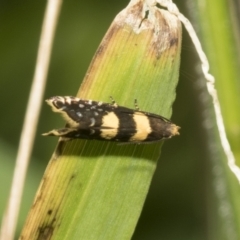 Glyphipterix chrysoplanetis at Higgins, ACT - 27 Nov 2022 09:40 AM