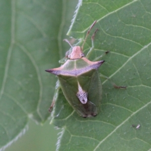 Cuspicona sp. (genus) at Melba, ACT - 27 Nov 2022