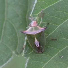 Cuspicona sp. (genus) (Shield bug) at Melba, ACT - 27 Nov 2022 by naturedude