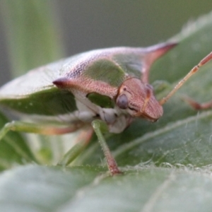 Cuspicona sp. (genus) at Melba, ACT - 27 Nov 2022