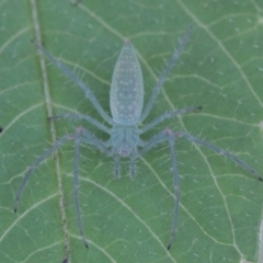 Araneus talipedatus (Slender green orb-weaver) at Melba, ACT - 27 Nov 2022 by naturedude