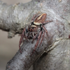 Opisthoncus nigrofemoratus at Melba, ACT - 27 Nov 2022